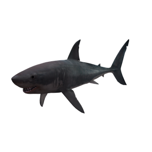 Shark PNG-18819